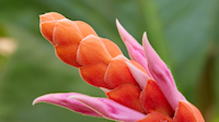 Coral aphelandra - evergreen  shrub up to 3 metres, pretty flowers